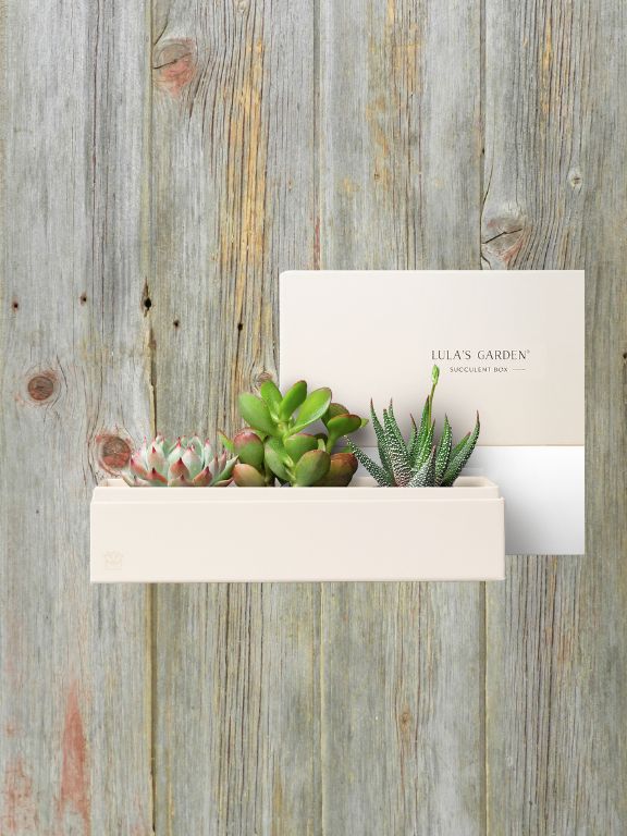 LULAS GARDEN JEWEL SUCCULENT PLANT GARDEN